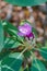 Single rhododendron flower emerging in the sunlight