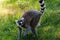 Single ring-tailed lemur