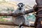 Single Ring-tailed lemur, Lemur catta, sits on a branch