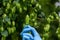 Single ripe hop cone in farmers hand during quality and ripeness inspection at hops