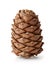 Single ripe pine cone