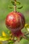 Single ripe pomegranate fruit Punica granatum hanging from tre