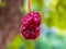 a single ripe red fruit hanging from a branch over green background