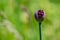 Single rising bloom of wild Allium, blurred background