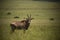 Single Roan antelope Africa in the grasslands