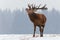 Single roaring adult deer with big beautiful horns on snowy field on forest background