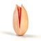 Single roasted red Turkish pistachio in cracked shell isolated o