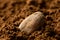 Single roasted unpeeled cocoa bean sitting in cocoa powder. Blurred background