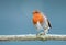 A single robin perched on a tree branch