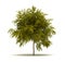 Single Robinia Pseudoacacia Tree
