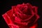 Single romantic red rose black background