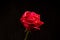 Single romantic red rose black background