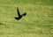 Single Rook Corvus frugilegus taking off from a grassy field
