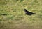 Single Rook Corvus frugilegus walking through grass
