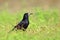 Single Rook crow bird - latin Corvus frugilegus - during the spring mating season in wetlands of north-eastern Poland