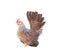 Single rooster bantam tri-coloured beautiful patterns standing  isolated on white background with clipping path