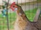 Single rooster in a cage on nature background