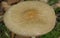 A single Rooting Shank Mushroom emerging from the forest floor into the sunlight.