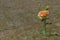 Single rose bush on the background of scorched earth