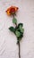 Single rose on a colored background, front view, flat view. Beautiful rose