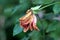 Single rose with almost completely dried shrunken and brittle petals on dark green leaves background