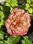 Single Rose with Dark pink edged petals,reflection of sunlight shining around