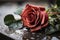 Single rose laid on a gravestone, representing the gesture of saying goodbye with love and respect. Generative AI
