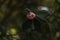 Single rose on leafy stem with dark bokeh background