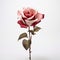 Single Rose Portrait: Light Pink And Dark Bronze On White Background