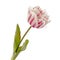 Single rose tulip isolated on white background