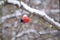 Single rosehip with snow on.