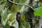 A single rotten Jackfruit hanging on dry jack fruit tree