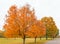 Single row of sugar maple trees