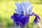 Single royal blue iris