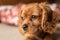 A single ruby Cavalier King Charles Spaniel puppy