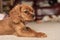 A single ruby Cavalier King Charles Spaniel puppy