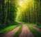 Single Rural Dirt Road Alley Path in Green Summer Forest. Generative Ai. Ai