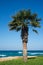 Single sabal palm tree on the background of blue sky and wavy sea