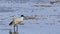 Single Sacred Ibis, Threskiornis aethiopicus, wading