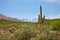 Single Saguaro Cactus