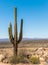 Single saguaro cactus with desert and sky