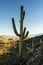 Single Saguaro Cactus With Multiple Small Arms On Rocky Hill Side