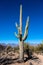 Single Saguaro Cactus Stands Tall In The Desert