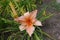 Single salmon colored flower of Hemerocallis fulva