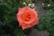 Single salmon pink flower of rose