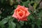 Single salmon pink flower of rose