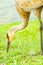 Single Sand Hill crane, eating seeds that fell from bird feeder