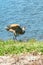 Single Sand Hill crane, getting ready to fly