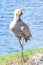 Single Sand Hill crane, preening back feathers