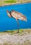 Single Sand Hill crane, preening back feathers